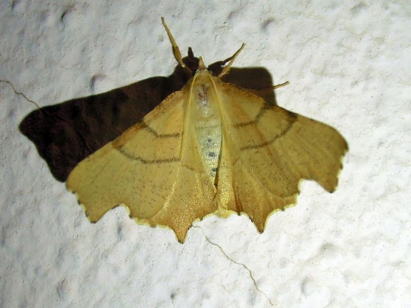 Ennomos quercaria (Geometridae)